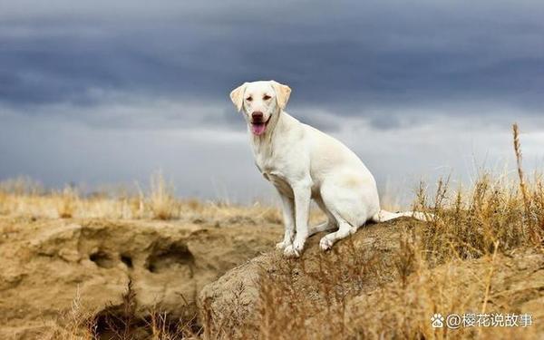 白狗精是什么意思？中国传统风水中有关白狗精的解释是什么？
